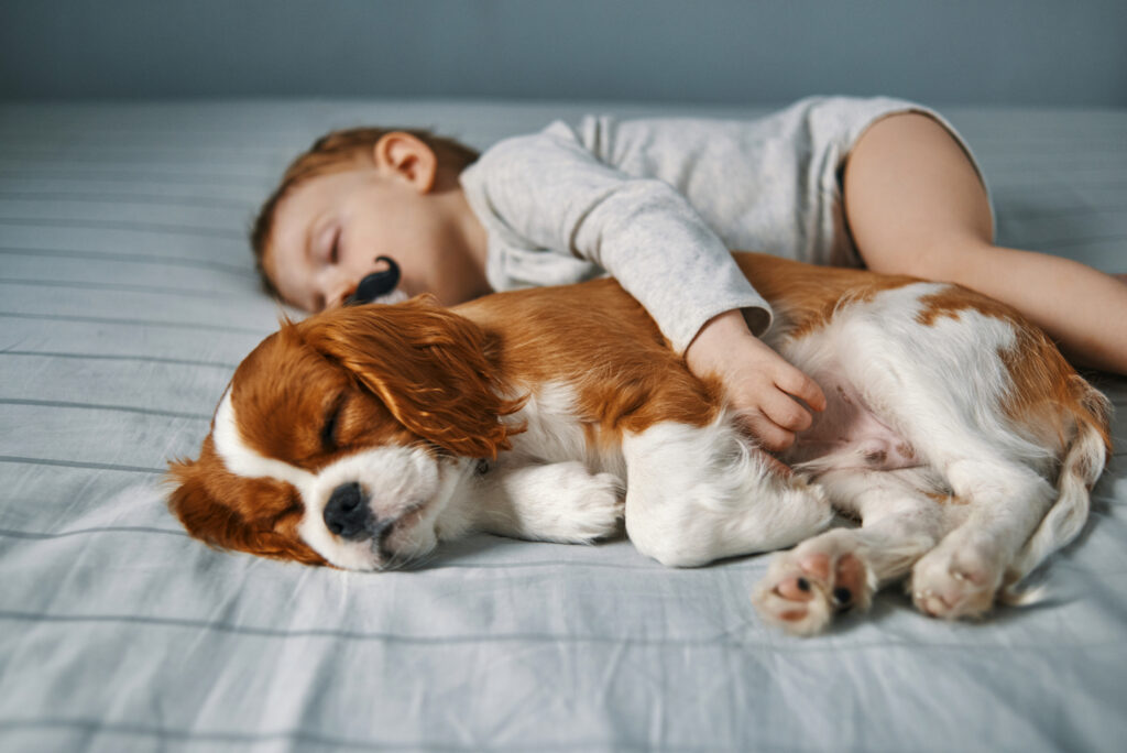 baby and his Cavalier King Charles Spaniel dog breed