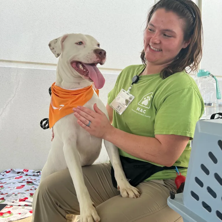 Rescue with Dog, Hollywood Feed Silent Auction for Rescues