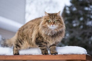 Siberian cat breed