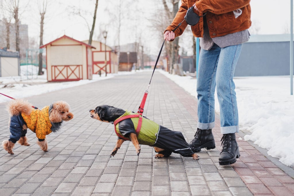 when your pet misbehaves in public. Woman holding her disobedient dachshund on a leash, dog trying to attack another dog at a park
