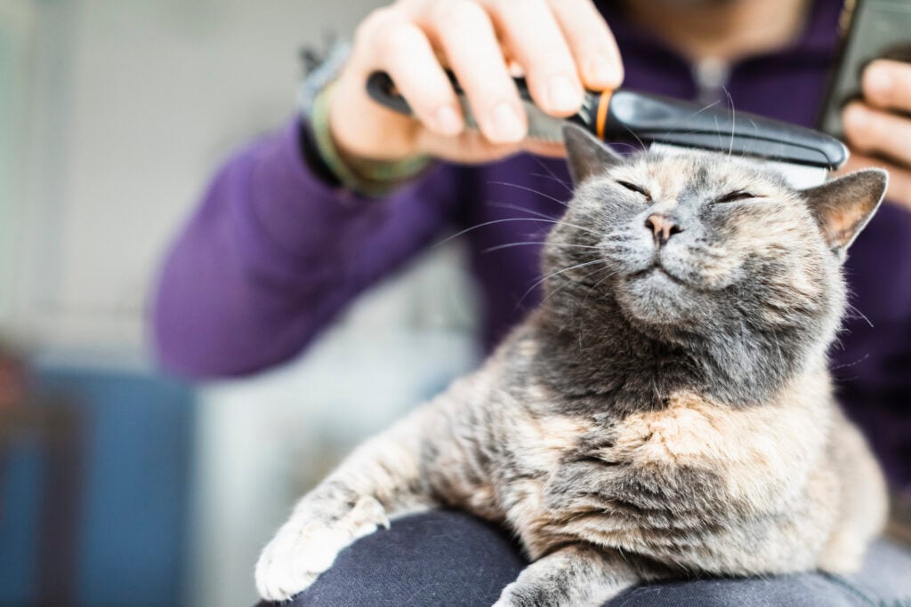 pet grooming & bathing, Man Brushing With Comb Domestic Cat