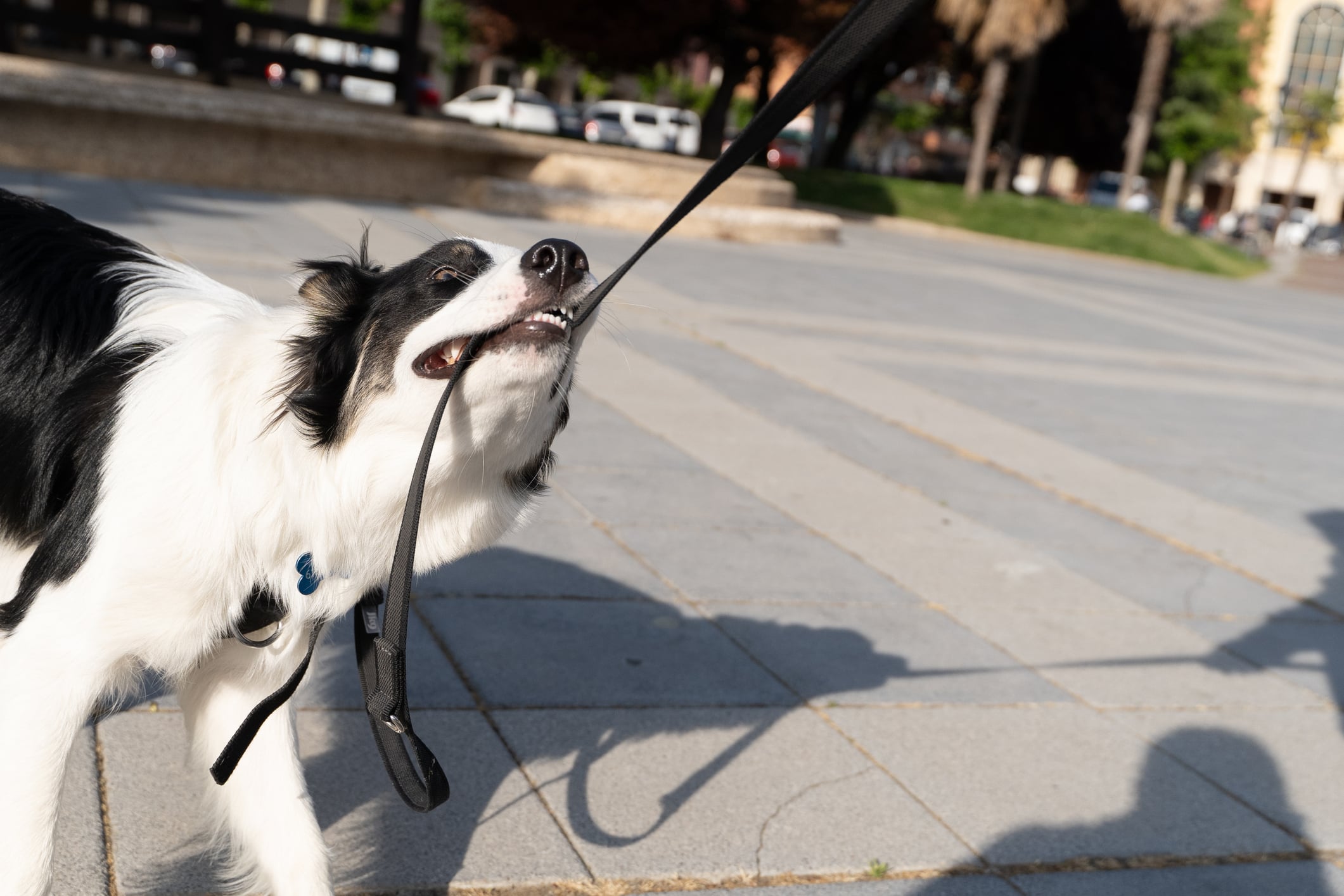 Read more about the article Overcoming Embarrassment When Your Pet Misbehaves in Public