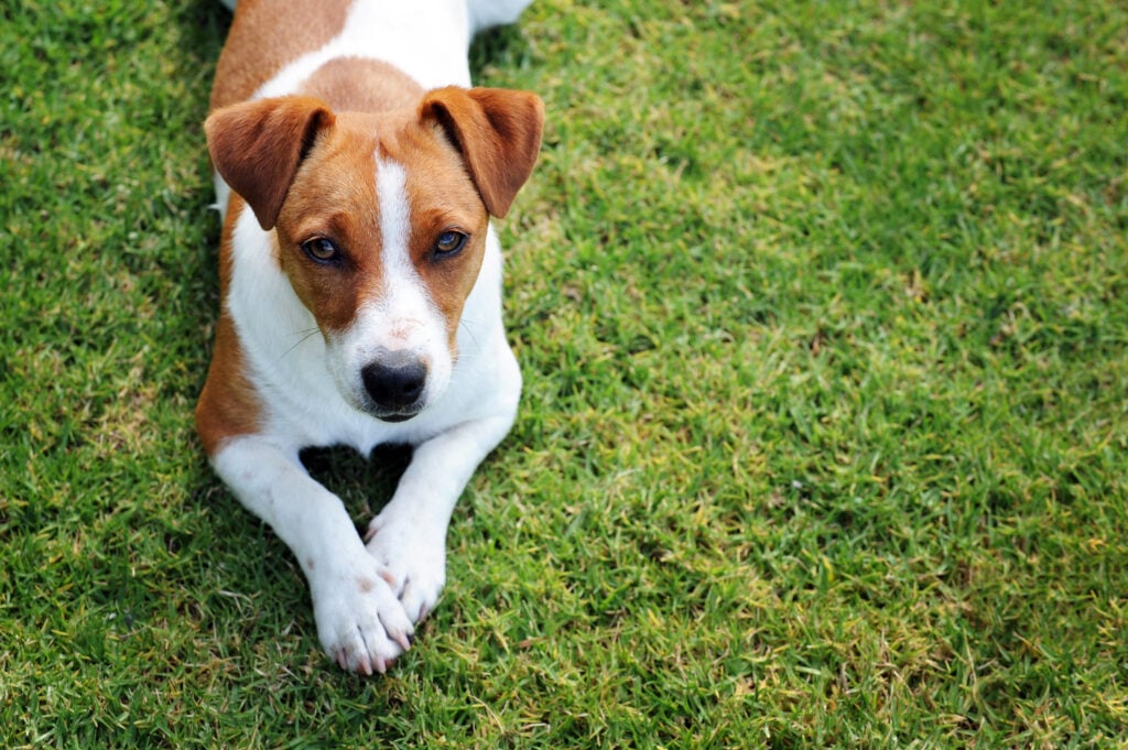 Single Jack Russel dog looking up while lying on the grass.