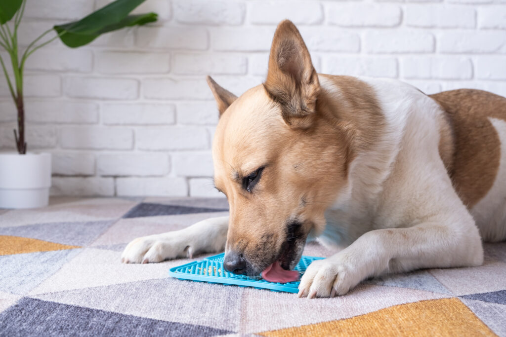 Dog licking a pet enrichment toy, cute dog using lick mat for eating food slowly. snack mat, licking mat for cats and dogs, licking peanut butter