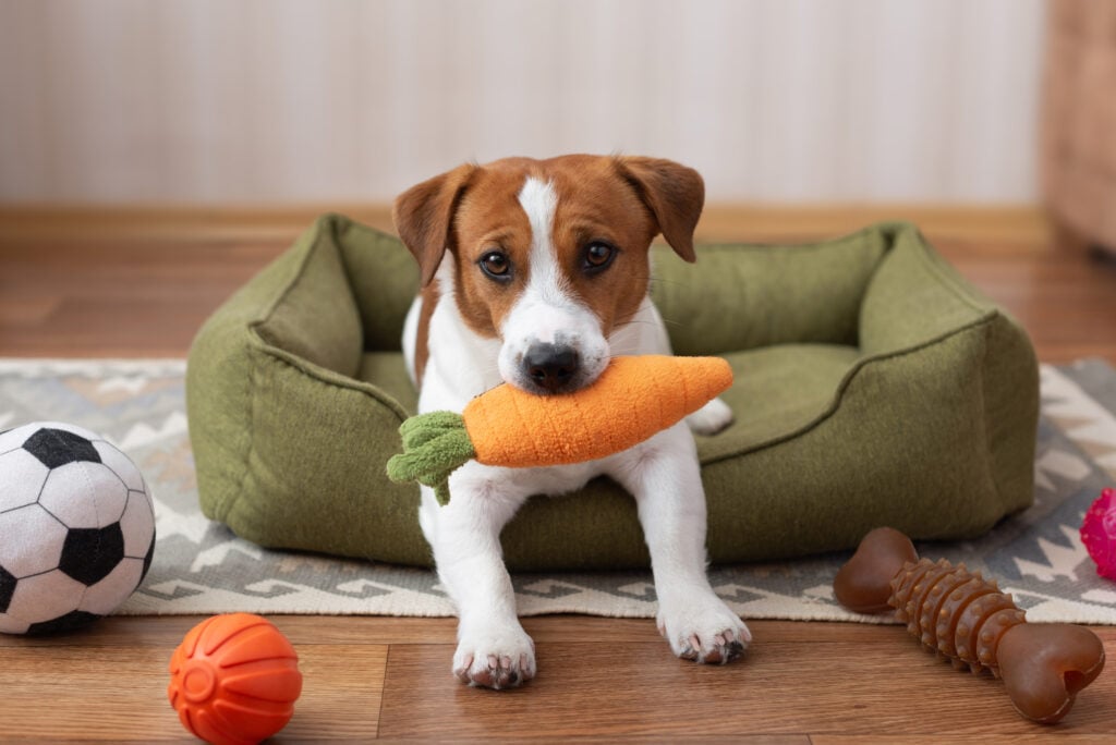 Cute Jack Russell Terrier dog sitting in a green dog bed and holding a plush carrot toy in its mouth. Pet playtime or pet toy concept