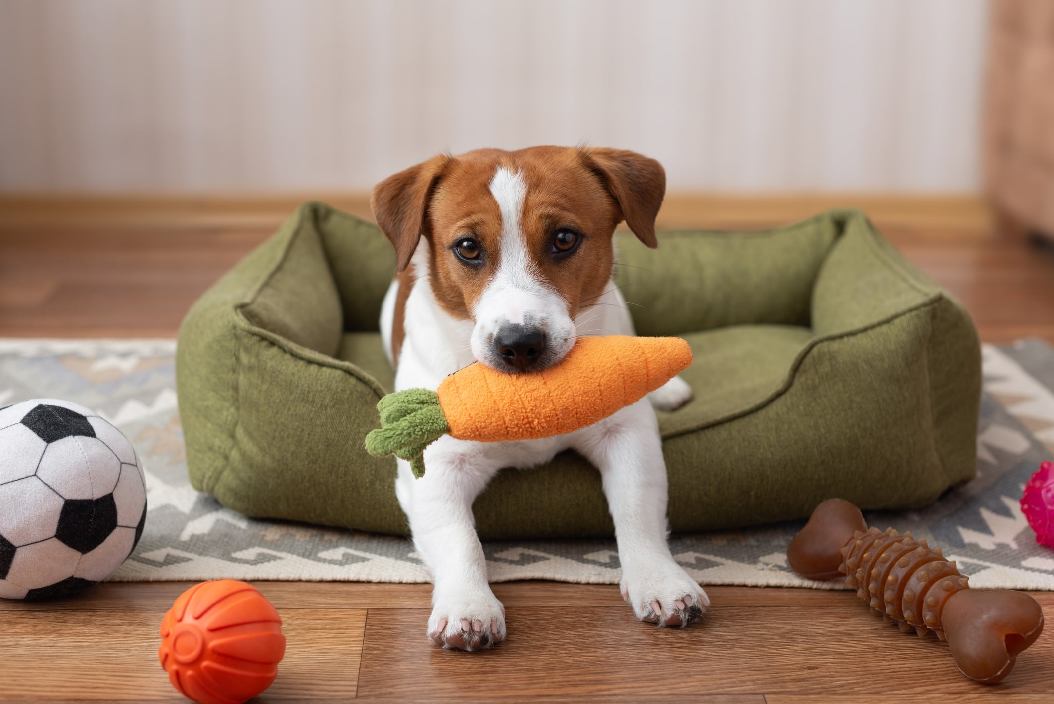 Read more about the article Small Dog, Big Attitude: Meet the Jack Russell Terrier