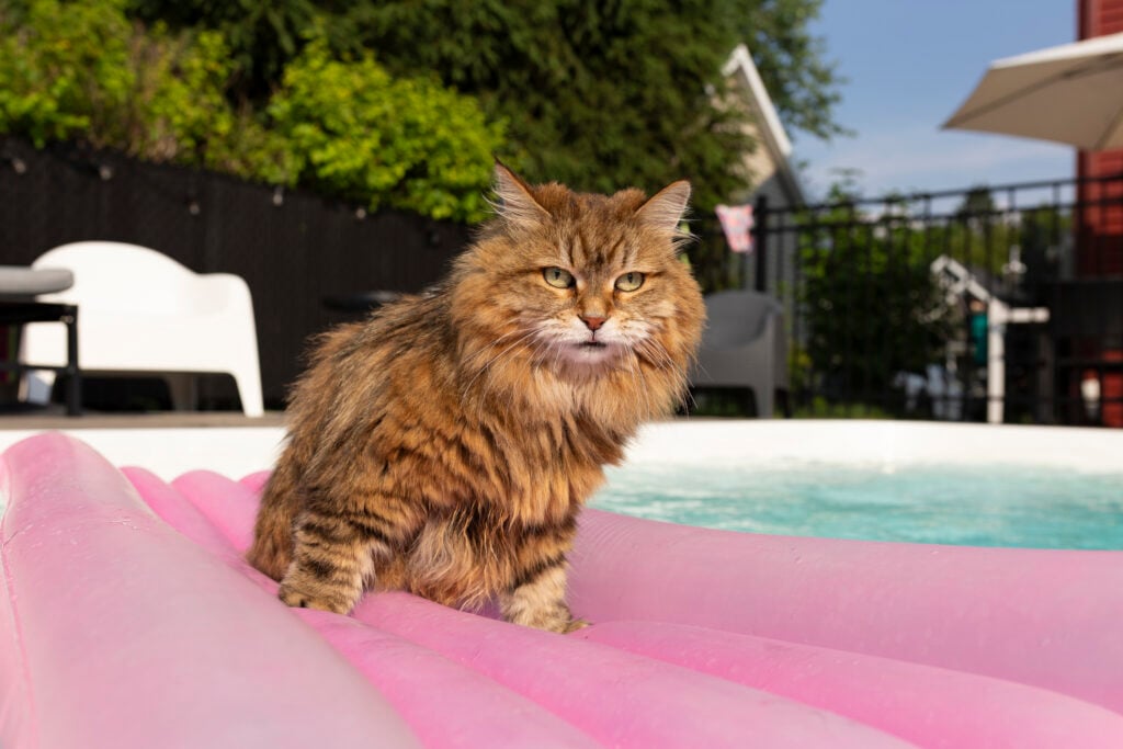 Siberian cat breed