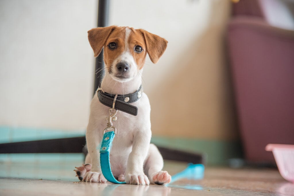Little Jack Russell Terrier dog looking to camera