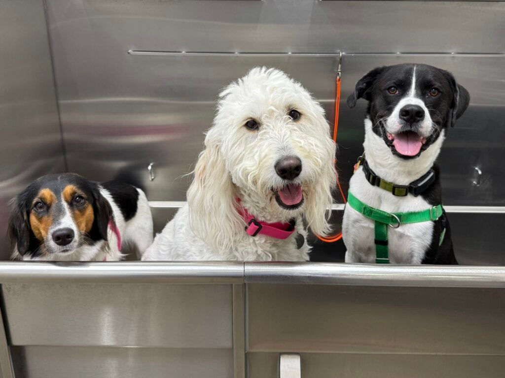 pet grooming & bathing, 3 dogs in a self serve bath at Hollywood Feed