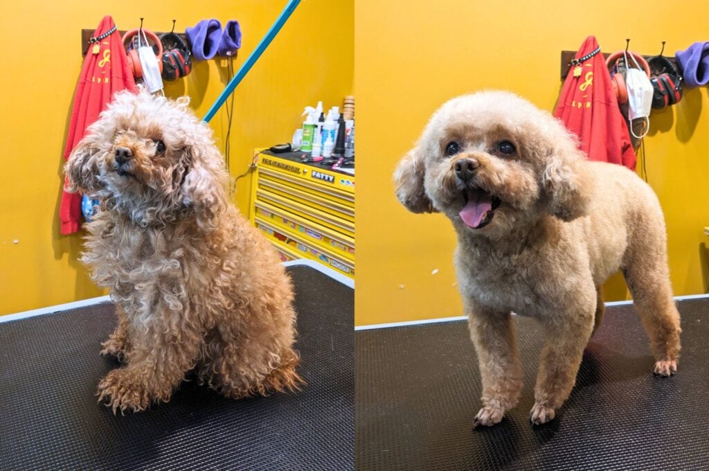 Before and after of a small golden doodle grooming at Hollywood Feed, pet grooming & bathing