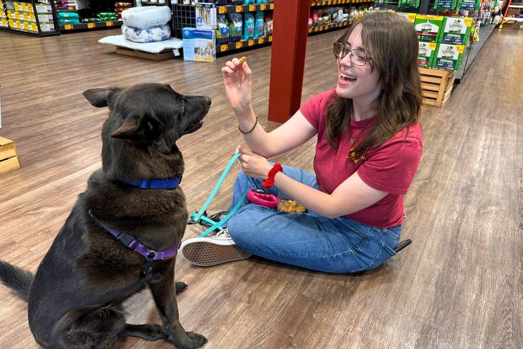 when your pet misbehaves in public. Hollywood Feed Team member giving a black dog a treat