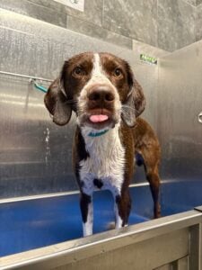 pet grooming & bathing, 3 dogs in a self serve bath at Hollywood Feed