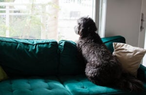 Sad Black dog sitting near the window waiting for its owner to come back home. I miss you concept. pet separation anxiety