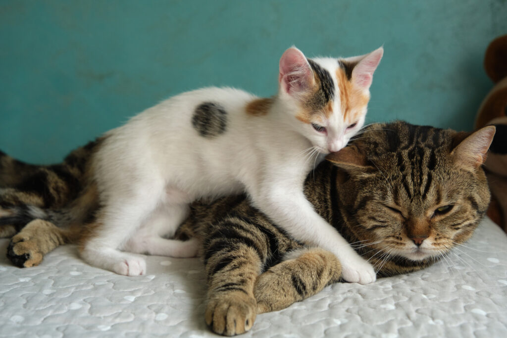 introducing an adult cat to a new kitten, tiger cat with tricolor kitten hugging