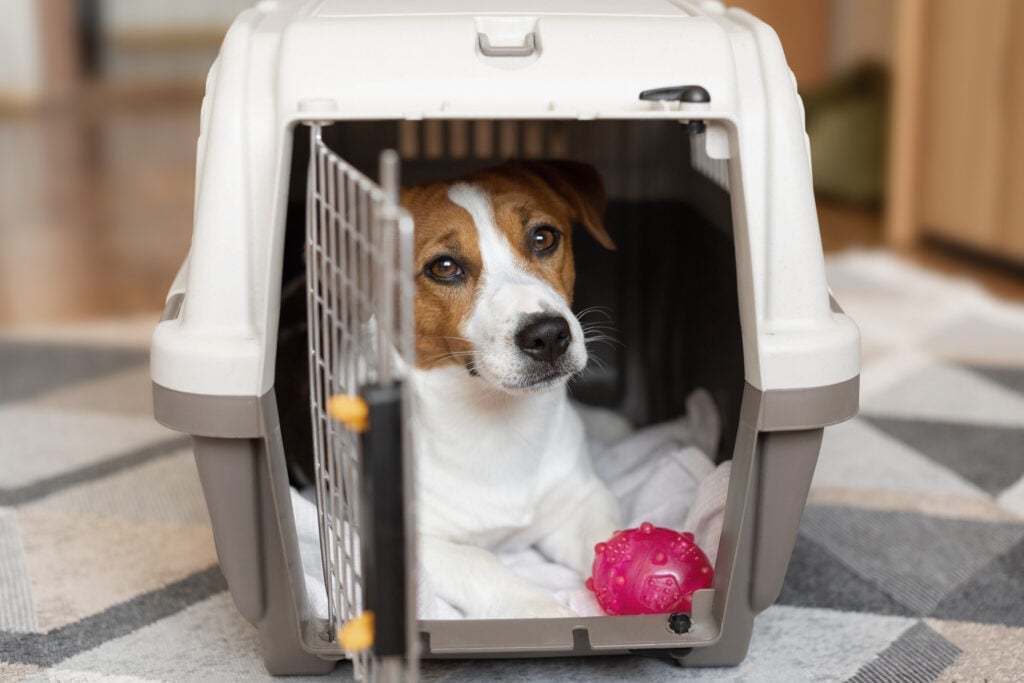 pet separation anxiety. Cute Jack russell terrier dog with a rubber toy ball inside a transport box for animals in a neutral interior. Relocation and pet transportation concept