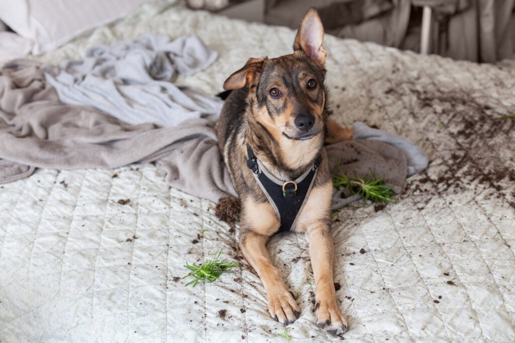 A playful dog lies on a bed covered with soil and bits of plant after it accidentally crashed into the potted plant. The scene showcases the dog's innocent behavior amidst the chaos. pet separation anxiety