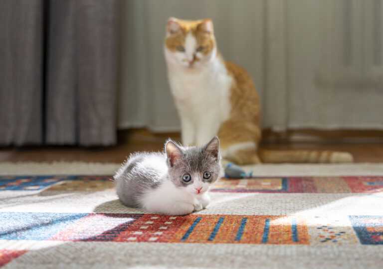 Cute kitten lying on colorful carpet with adult cat in background at home. introducing an adult cat to a new kitten