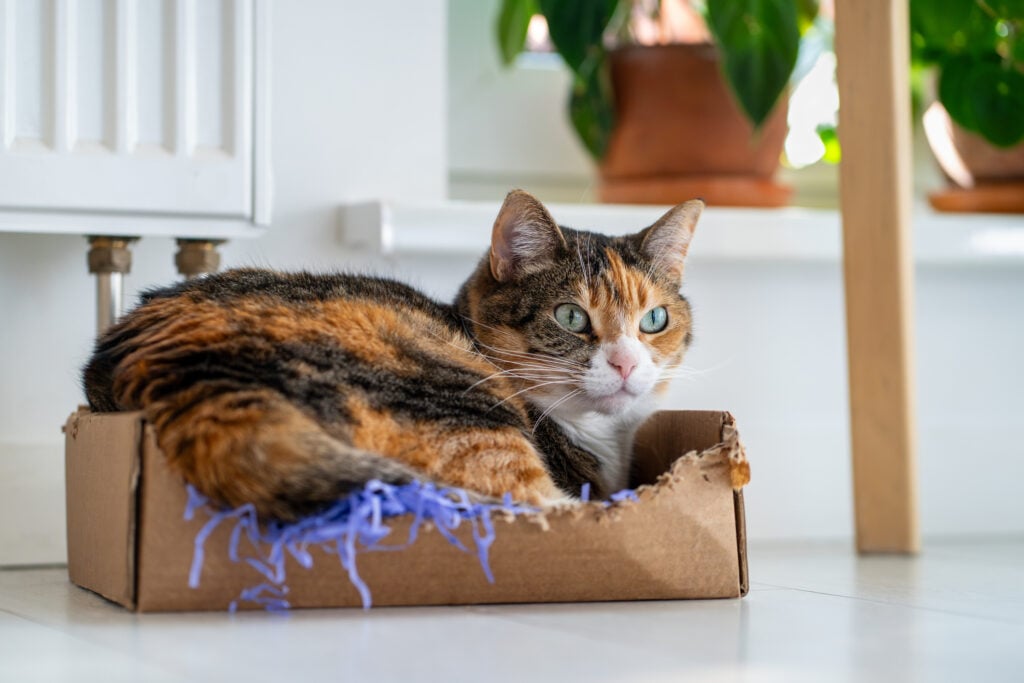 Fluffy calico cat rest in gift cardboard box enjoys favorite pet bed on floor. Comfort place for pet