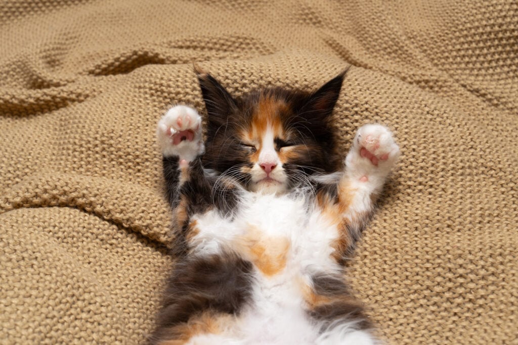 calico maine coon kitten sleeping on blanket