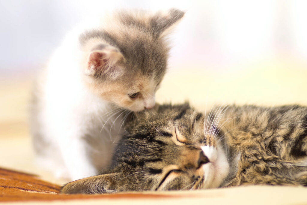 introducing an adult cat to a new kitten, kitten  licks sleeping cat