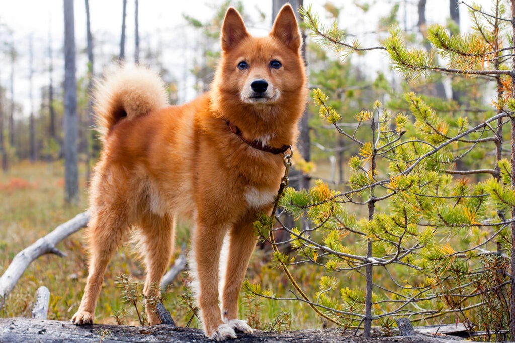 Finnish Spitz dog breed hunting dog on the fallen tree