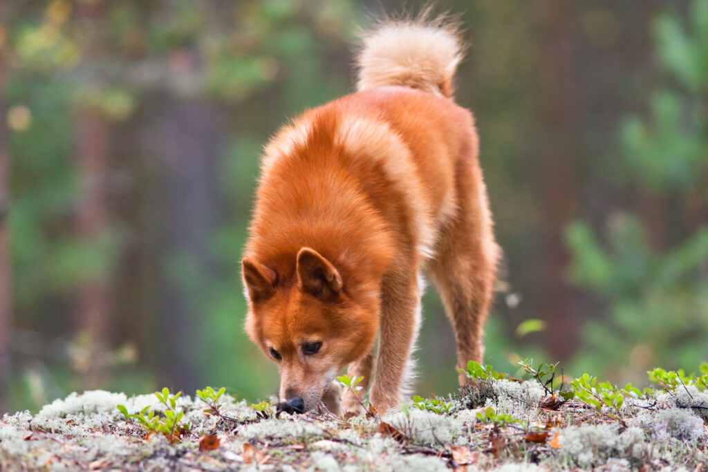 Finnish Spitz dog breed, finnish spitz sniffing traces of animals