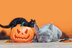pet calming supplements for Halloween, Halloween French Bulldog dog with carved pumpkin, autumn leaves, spider and black cat in orange background with copy space