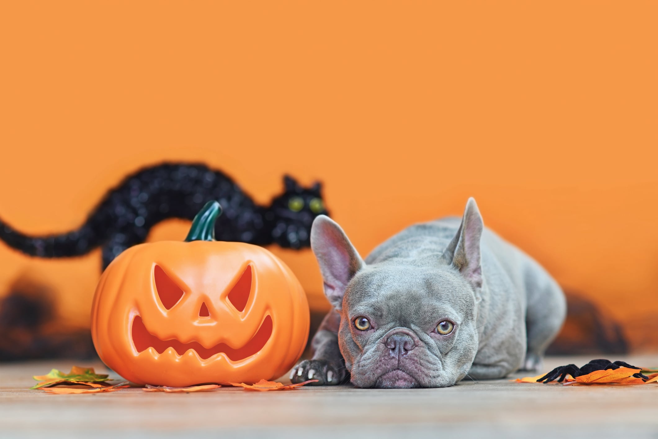 Read more about the article Trick, Treat, and Tranquility: A Guide to Pet Calming Supplements for Halloween