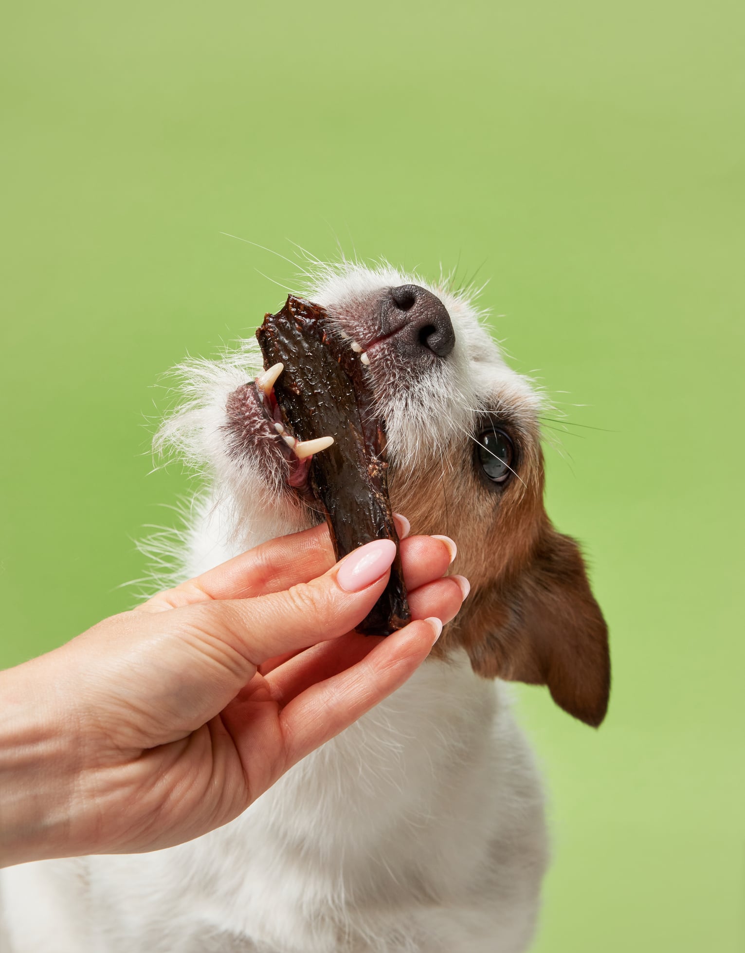 Read more about the article The Sweet Truth About Coconut Glycerin in Dog Treats