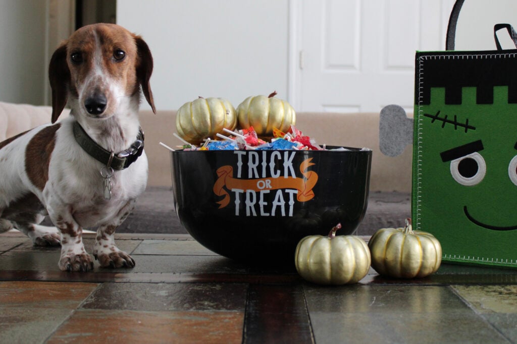 pet calming supplements for Halloween, A dog trying to get into the Halloween candy.