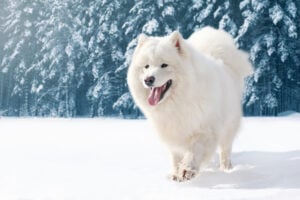 Samoyed dog breed, Beautiful white Samoyed dog running on snow in winter day over snowy forest background